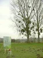 la propriété de Mr Hugon, à Gisancourt, commune de Guerny dans l'Eure, et sa haie de peuplier.