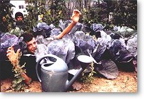 Etrepagny, France, circa 1970, red cabbages. 