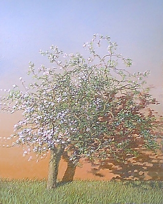 On a road trip through Normandy, I noticed these old Apple trees against the dramatic backdrop of bricks walls at sunset.